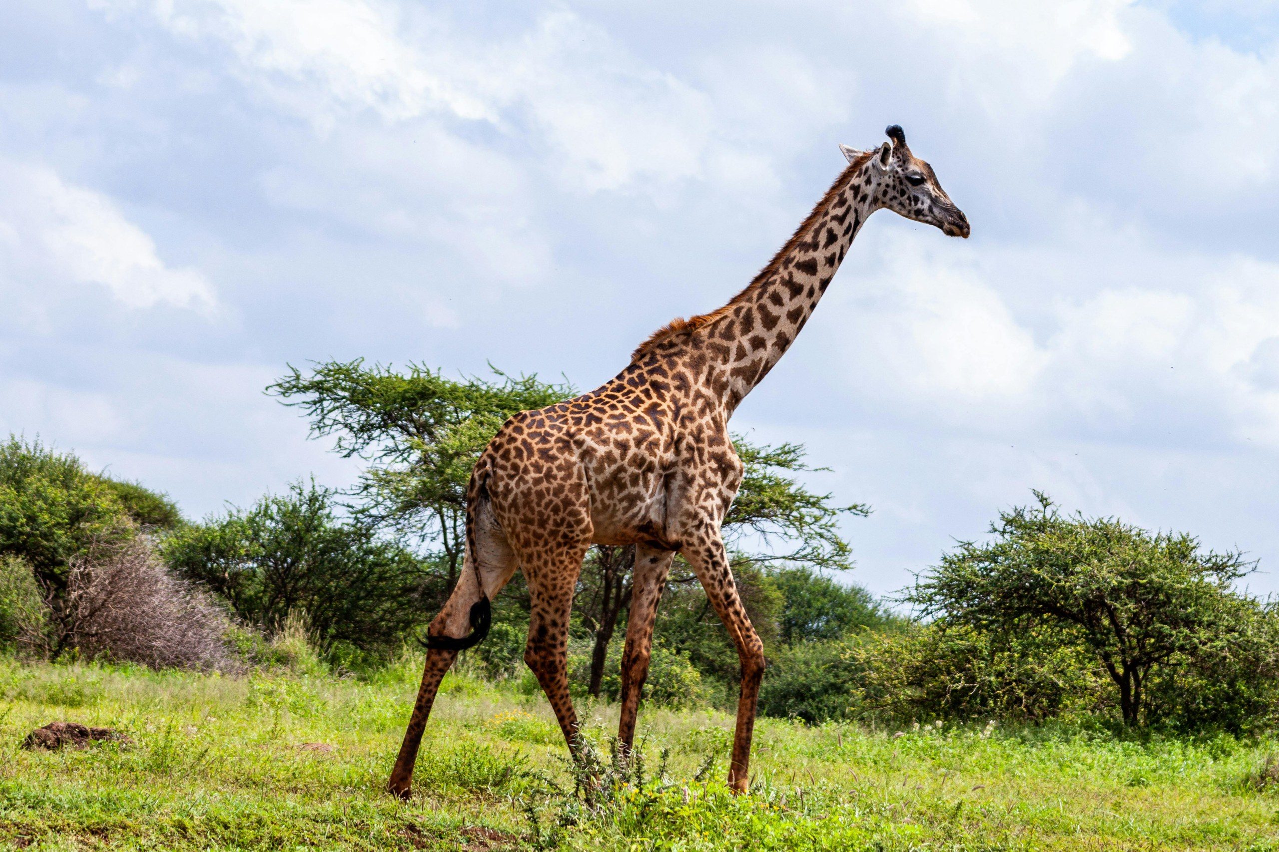 Wildtiere im Amboseli